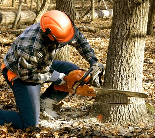 Tree Removal in South Lyme, CT
